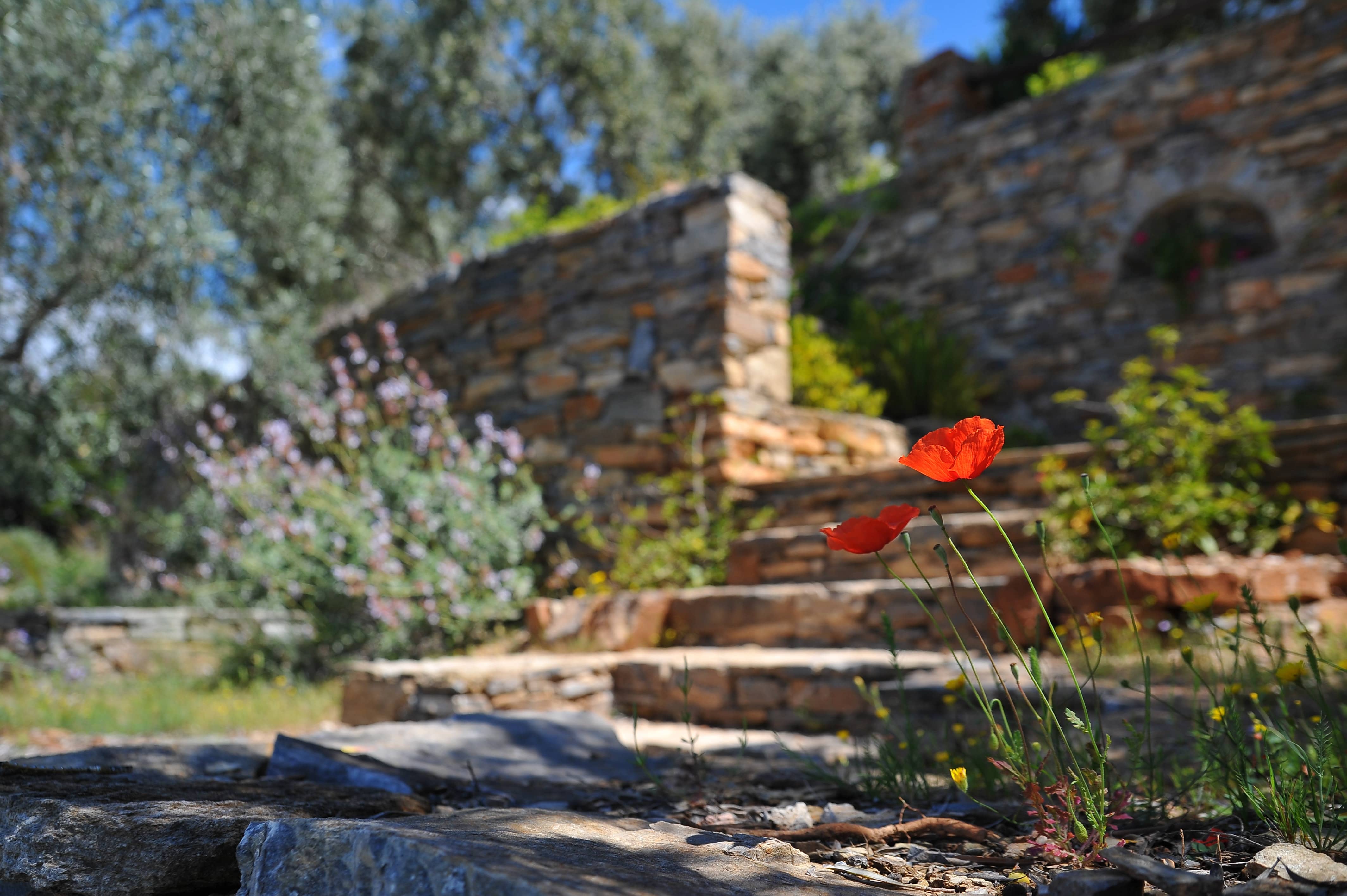 Flower and stone stairs